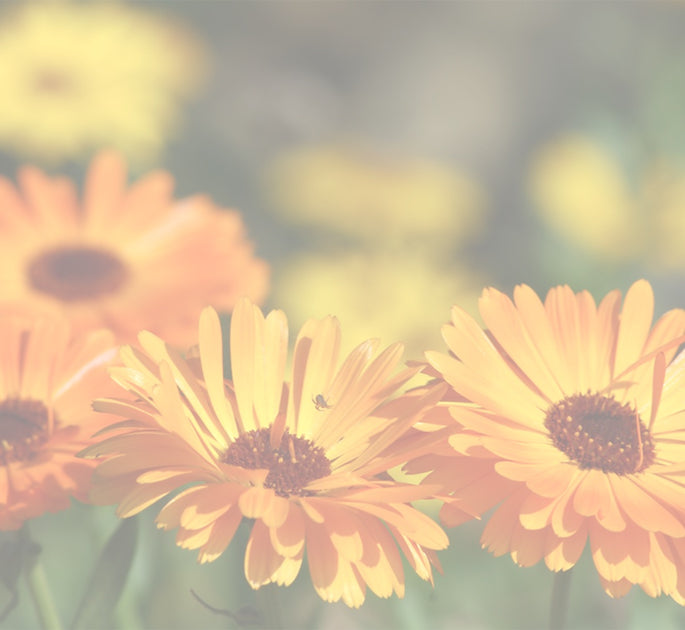 6 Incredible Calendula Benefits For Skin, Plus Tips For Use