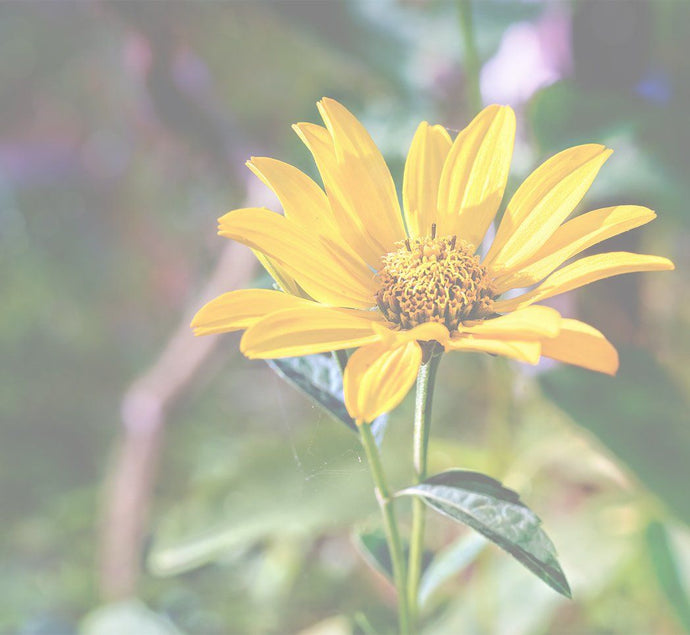 What Is Arnica And How Can It Benefit Your Skin?