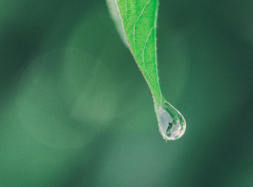 Capture_d_ecran_2024-06-06_a_21 - Mustela USA - 1