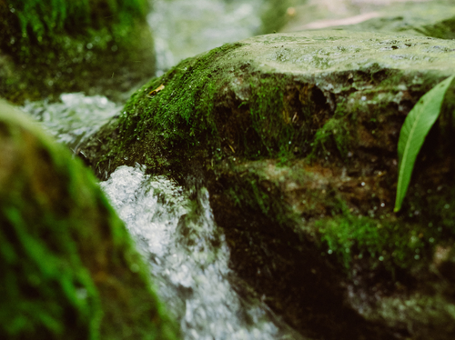 Capture_d_ecran_2024-06-06_a_21 - Mustela USA - 1