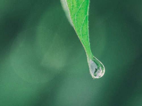 Capture_d_ecran_2024-06-06_a_21 - Mustela USA - 1