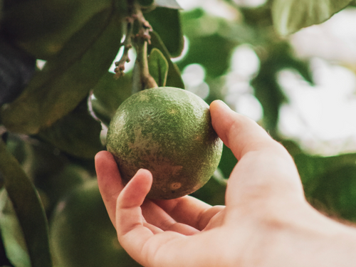 Capture_d_ecran_2024-06-06_a_21 - Mustela USA - 1