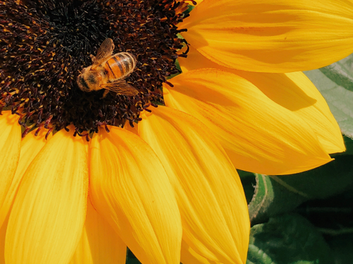 Capture_d_ecran_2024-06-06_a_21 - Mustela USA - 1