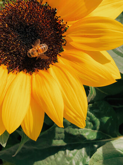 Capture_d_ecran_2024-06-06_a_22 - Mustela USA - 1