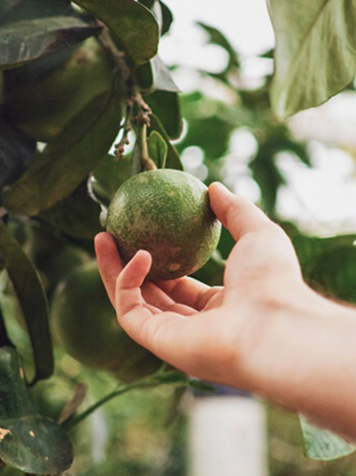 Capture_d_ecran_2024-06-06_a_22 - Mustela USA - 1