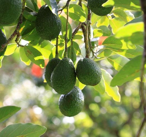 banner_avocado-min - Mustela USA - 1