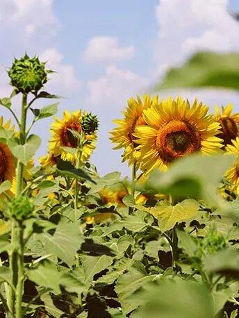 slider_2-min_0 - Mustela USA - 1